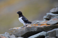 Little auk