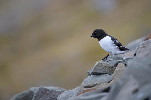Little auk