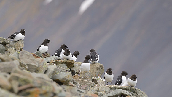 Little auk