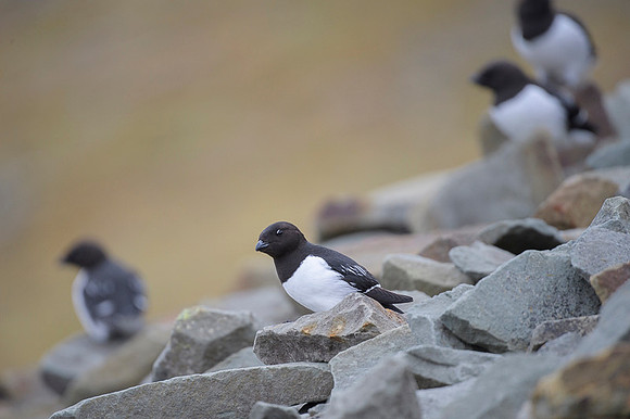 Little auk