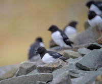 Little auk