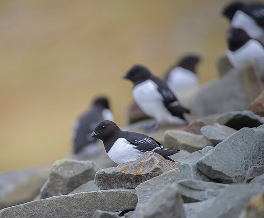 Little auk