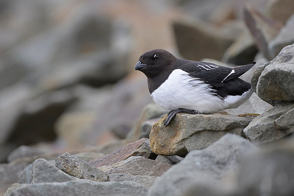 Little auk
