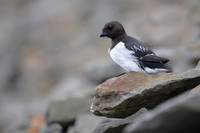 Little auk
