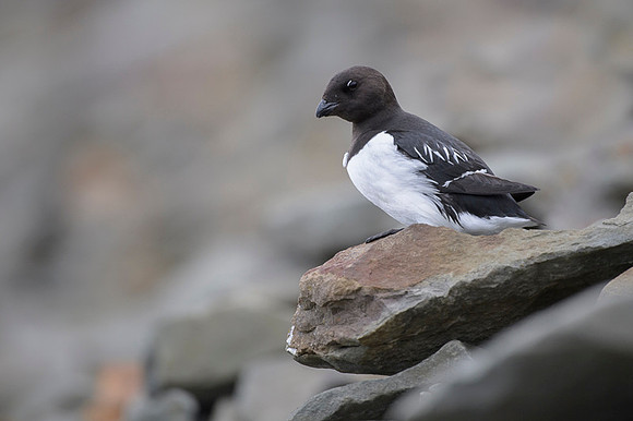 Little auk