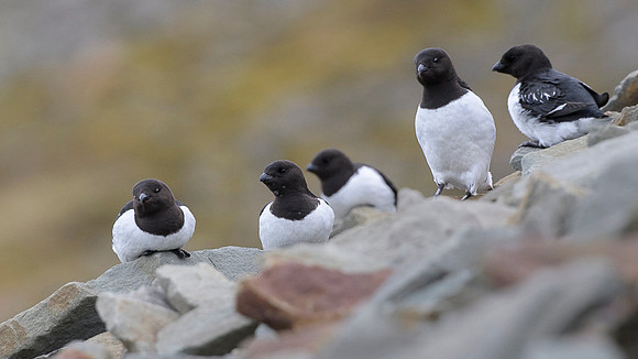 Little auk