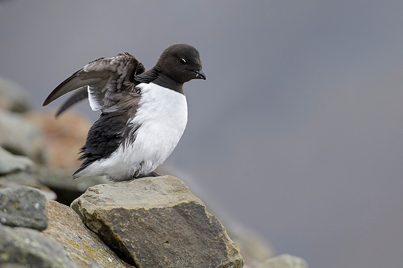 Little auk