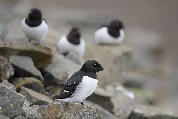Little auk