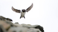 Little auk