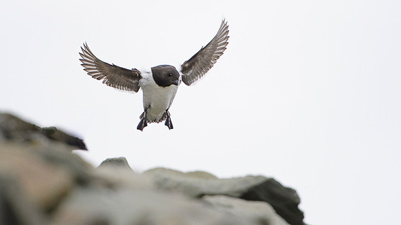 Little auk