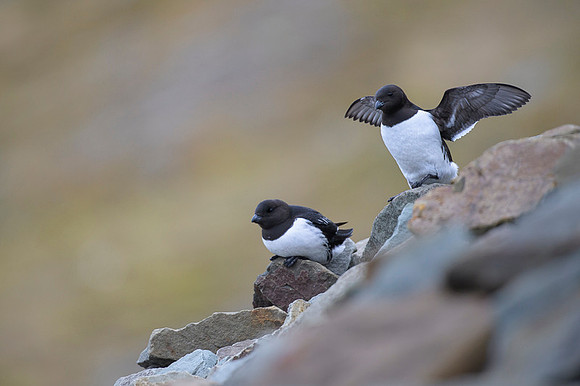 Little auk