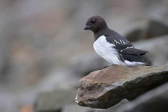 Little auk