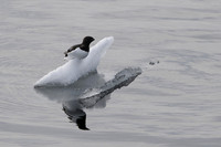 Little auk