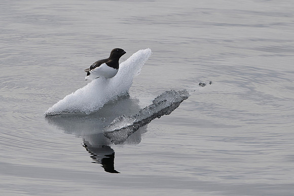 Little auk