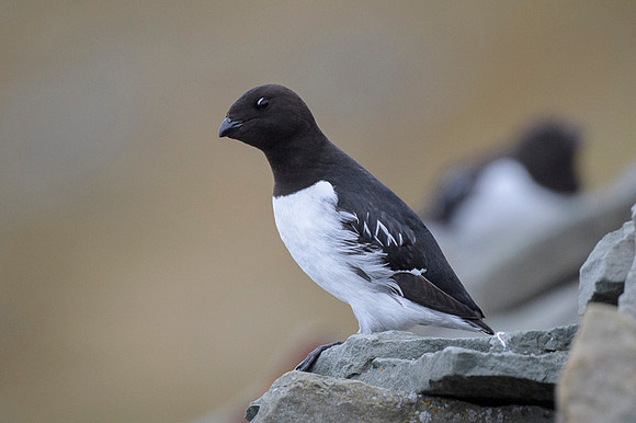 Little auk