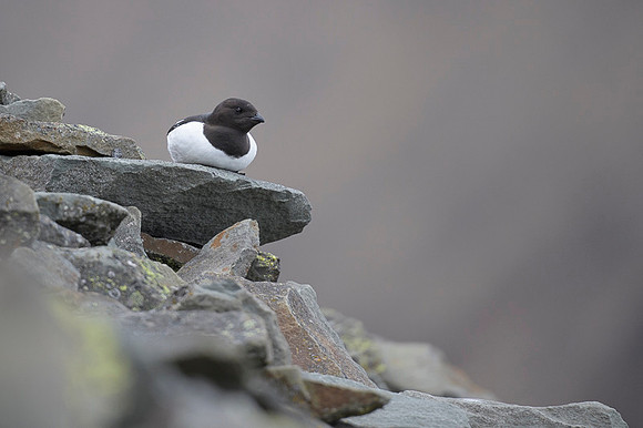Little auk
