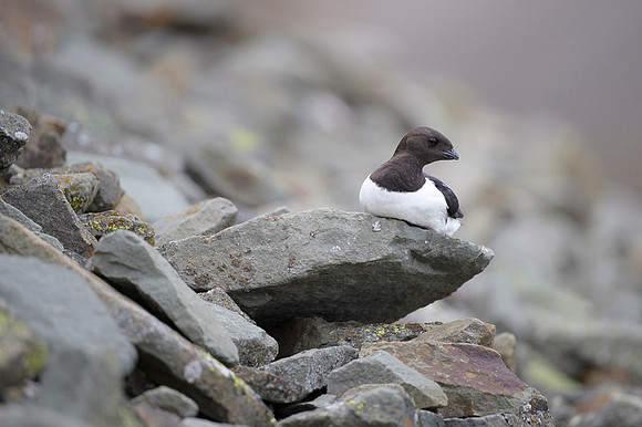 Little auk