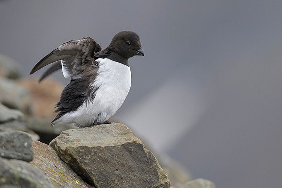 Little auk