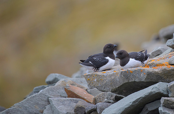 Little auk
