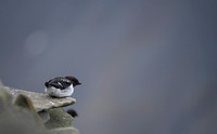 Little auk