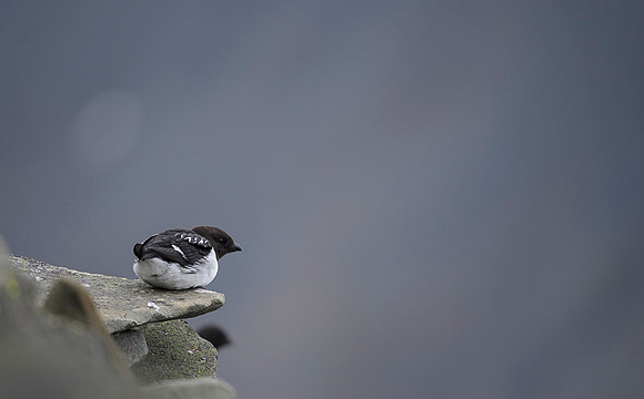 Little auk