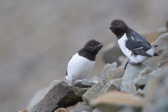 Little auk