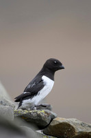 Little auk