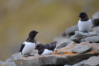 Little auk