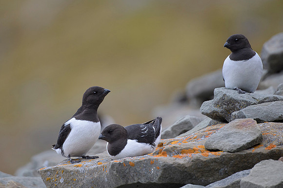 Little auk