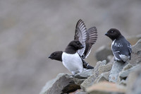 Little auk