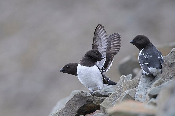 Little auk