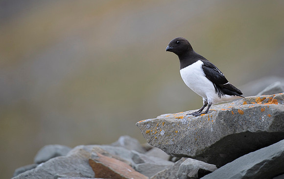 Little auk