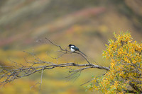 Magpie
