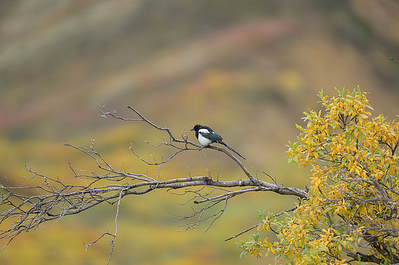 Magpie