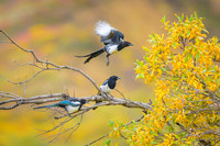 Magpie