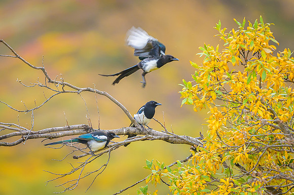 Magpie