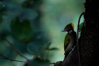 Greater yellownape
