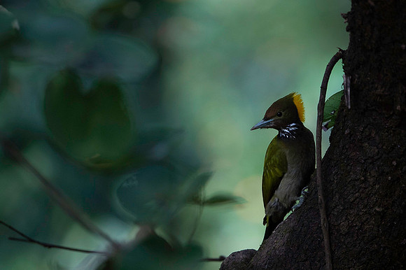 Greater yellownape