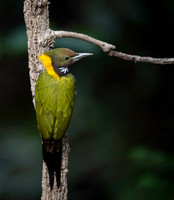 Greater yellownape