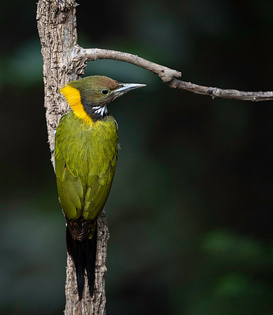 Greater yellownape