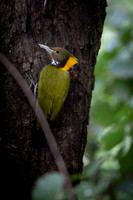 Greater yellownape