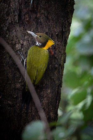 Greater yellownape