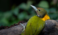 Greater yellownape