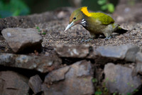 Greater yellownape