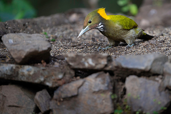 Greater yellownape