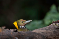 Greater yellownape