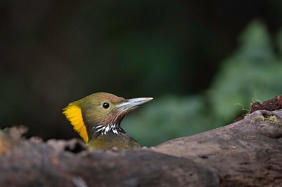 Greater yellownape
