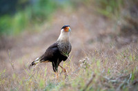 Crested Caracara