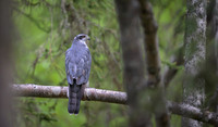 Goshawk