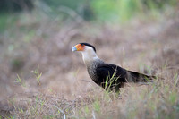 Crested Caracara